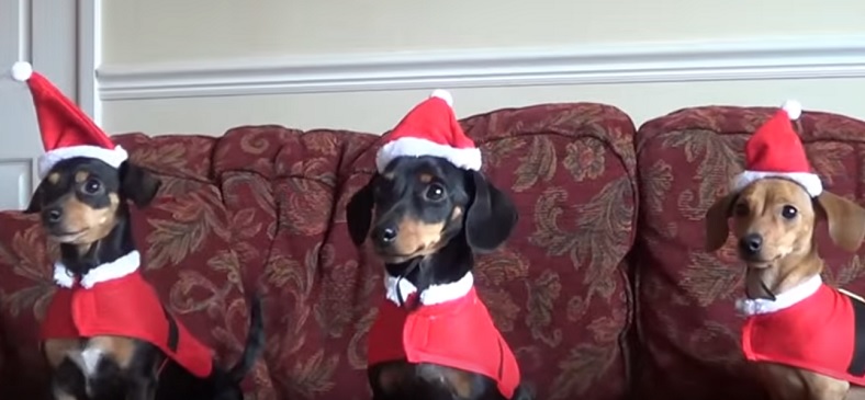 Image result for daschund wrapping christmas presents