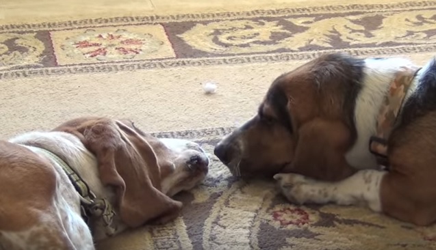 two-cute-basset-hounds-dogs