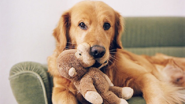 cute-golden-retriever-toy-dog