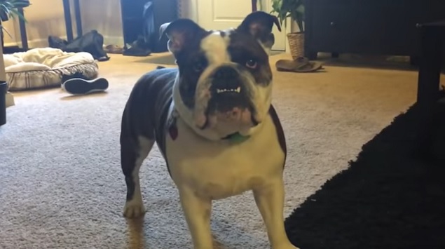 english-bulldog-face-photo
