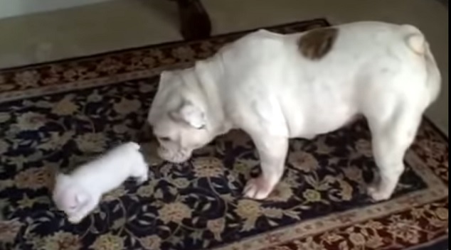 english-bulldog-mom-puppy