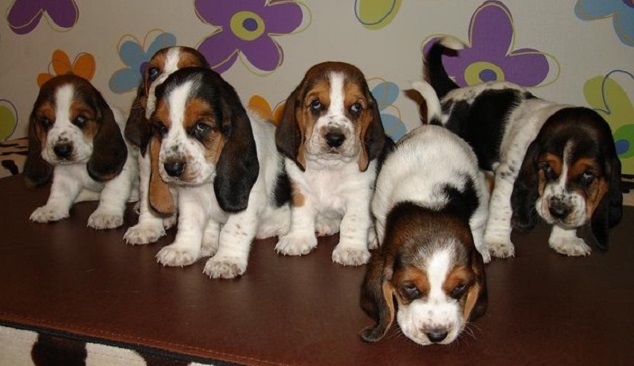 120 + Cool , Unique and Popular Basset Hound Dog Names - updated 4