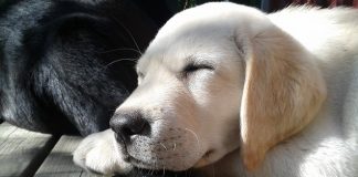 cute labrador puppy nap