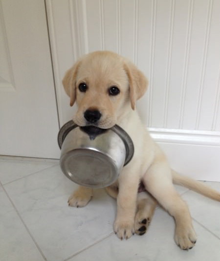 hungry labrador puppy with bowl in mouth