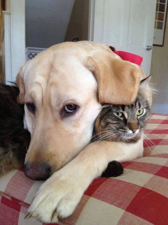 labrador dog and cat