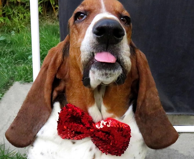 120 + Cool , Unique and Popular Basset Hound Dog Names - updated 1