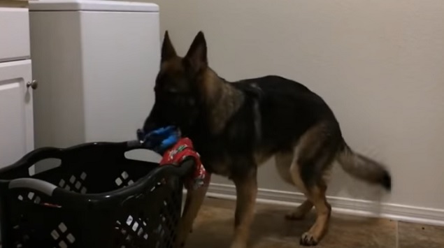 Helpful German Shepherd Helps Load Washing Machine For Owners 3