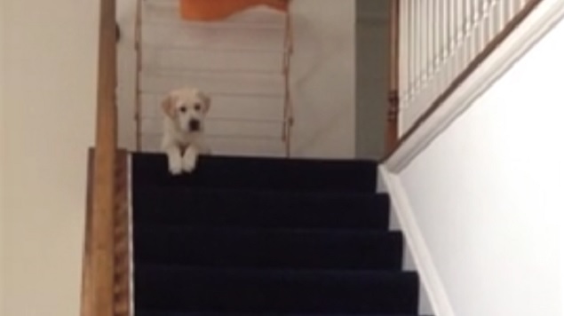 Funny Yellow Labrador Pup Glides Down Stairs 3