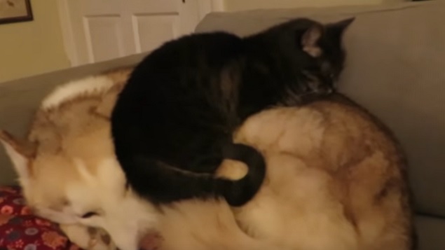 Cat Gets Comfortable On Sleeping Husky 4