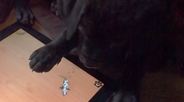 Labrador Boxer Mix Enjoys iPad Game 4