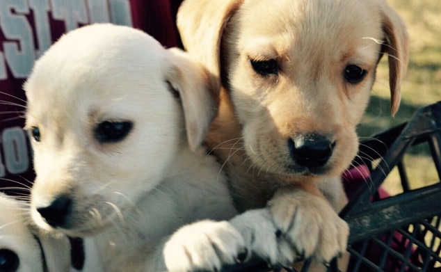 5 Typical Mistakes People Make About Dogs 3