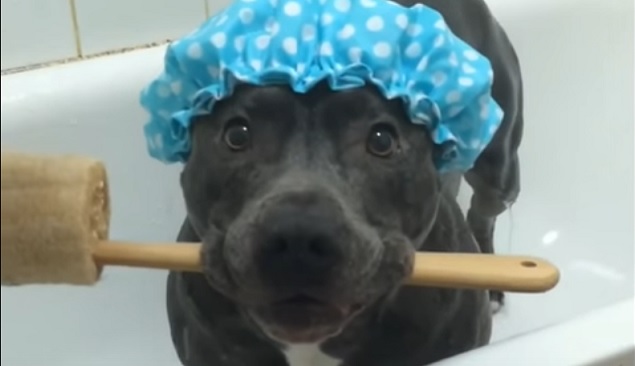 Think This Dog Is Ready For A Shower? 5