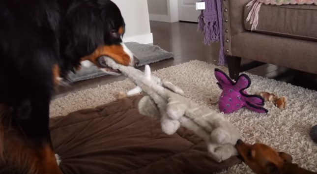 Tug of War Battle Between Chihuahua and Bernese Mountain Dog 1