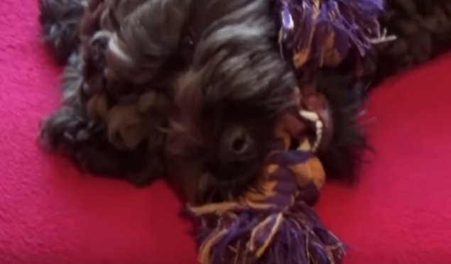 LabraDoodle Pup Chews On Rope Toy to Fall Asleep 7