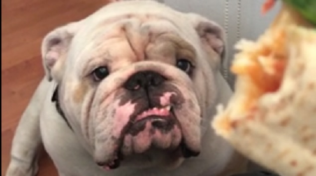 7 Family-Friendly Pet Breeds for Homes With Young Children 4