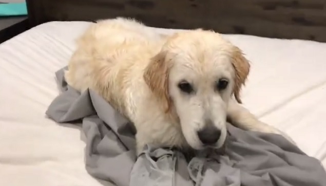 11 Pet Care Tips for People Looking to Adopt an Elderly Dog 16