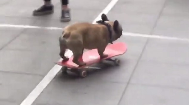 Stop French Bulldog from Biting Feet with These 6 Tips 19