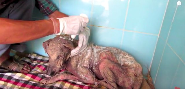 Incredible Transformation of dying Helen, a street Dog. 3