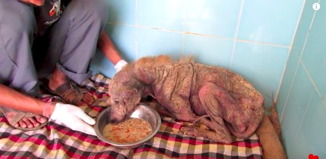 Incredible Transformation of dying Helen, a street Dog. 4