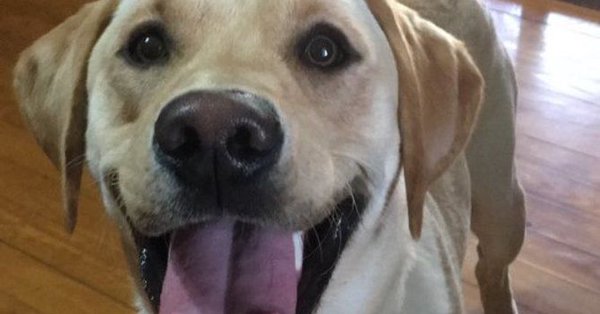 “Heartbroken — We’ve lost our best friend.Virginia Gov. Announces the death of their yellow Lab, Guinness 25