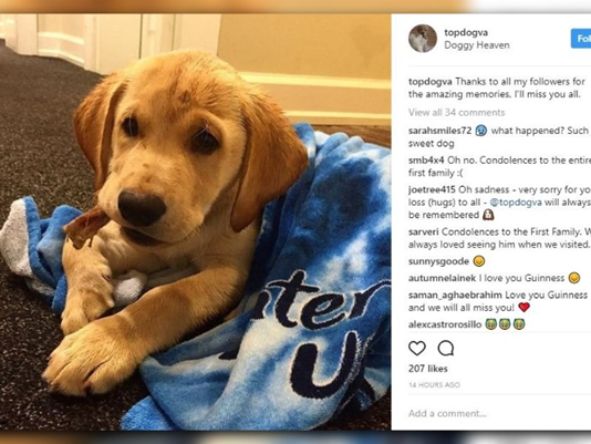 “Heartbroken — We’ve lost our best friend.Virginia Gov. Announces the death of their yellow Lab, Guinness 24