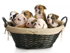 5 Things to Consider When Choosing the Right Dog Food For Your Puppy