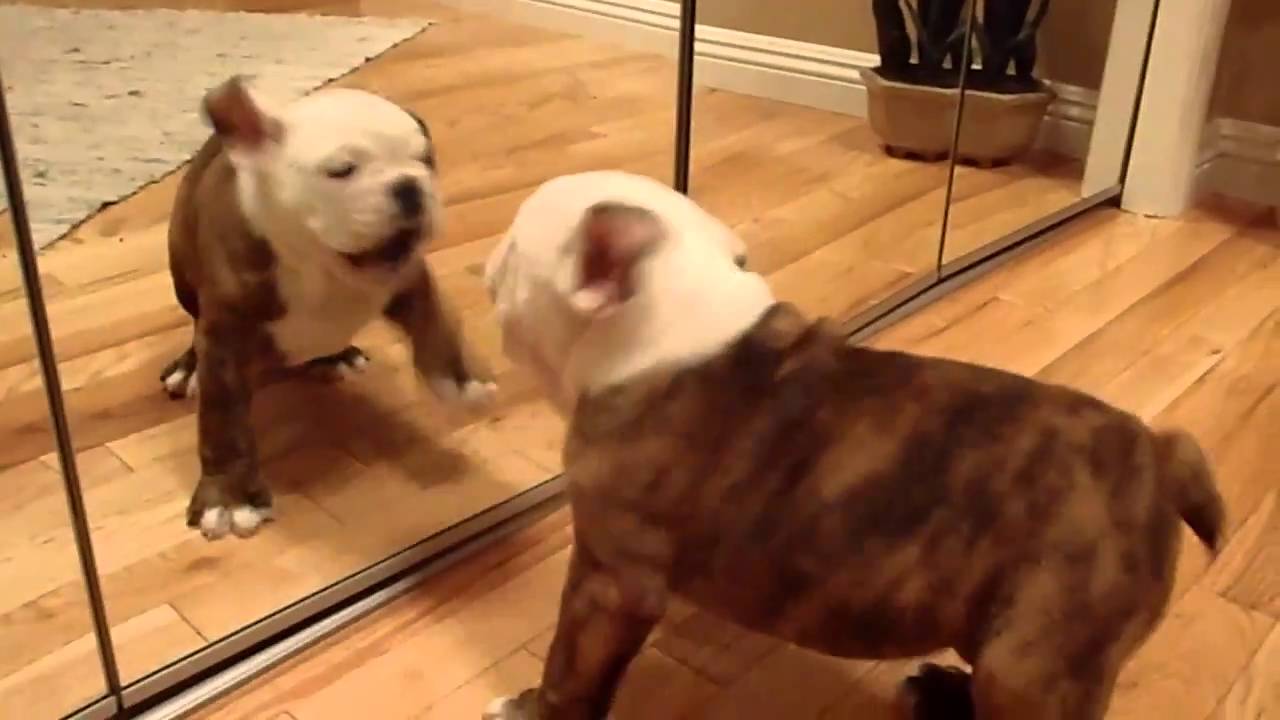Bulldog Puppy Sees Himself in the mirror For The First Time. His Reaction Is Pawsome