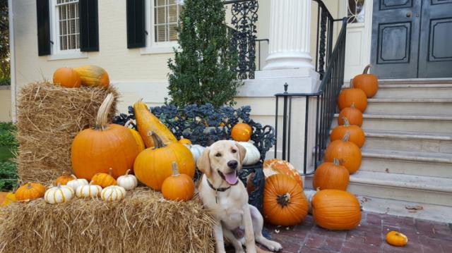 “Heartbroken — We’ve lost our best friend.Virginia Gov. Announces the death of their yellow Lab, Guinness 20