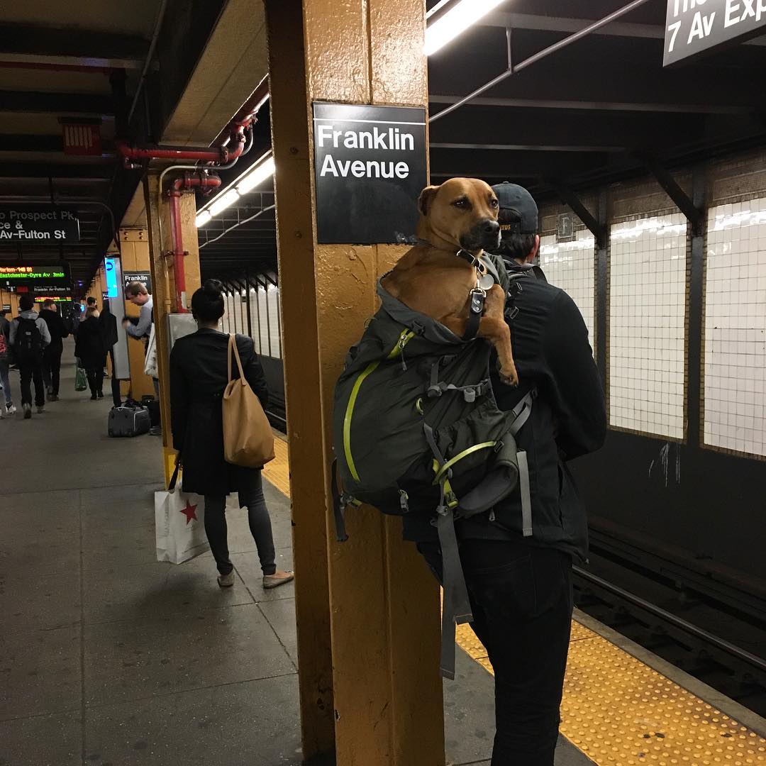WHEN THE NYC SUBWAY BANS DOGS UNLESS THEY FIT IN BAGS, NEW YORKERS RESPONDED SMARTLY 2