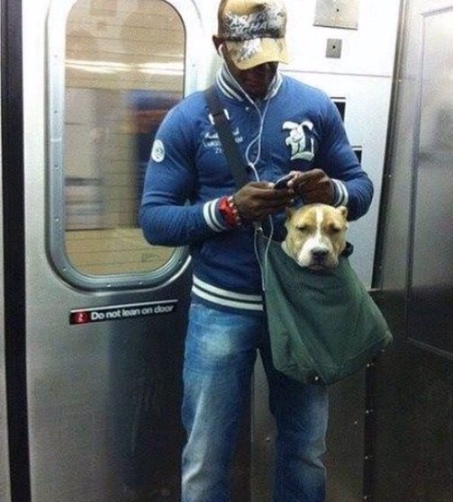 WHEN THE NYC SUBWAY BANS DOGS UNLESS THEY FIT IN BAGS, NEW YORKERS RESPONDED SMARTLY 10