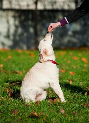 Dog Training 101: How And Where To Start 14