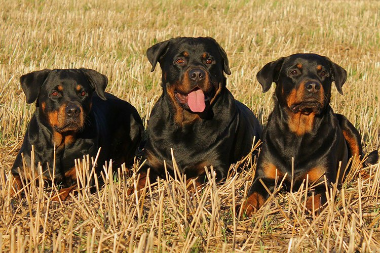 Rottweiler Dog Breed: A Great Family Protector [Ultimate Guide]