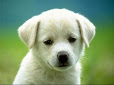 Toilet training your new puppy 3