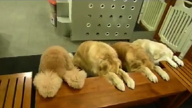 7 TIPS TO HELP YOUR PET THAT HAS LOST ITS APPETITE 14