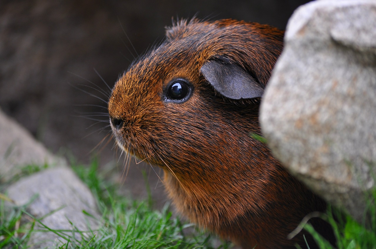 7 Tips for Creating the Best Guinea Pig Habitat for Your Pet 21