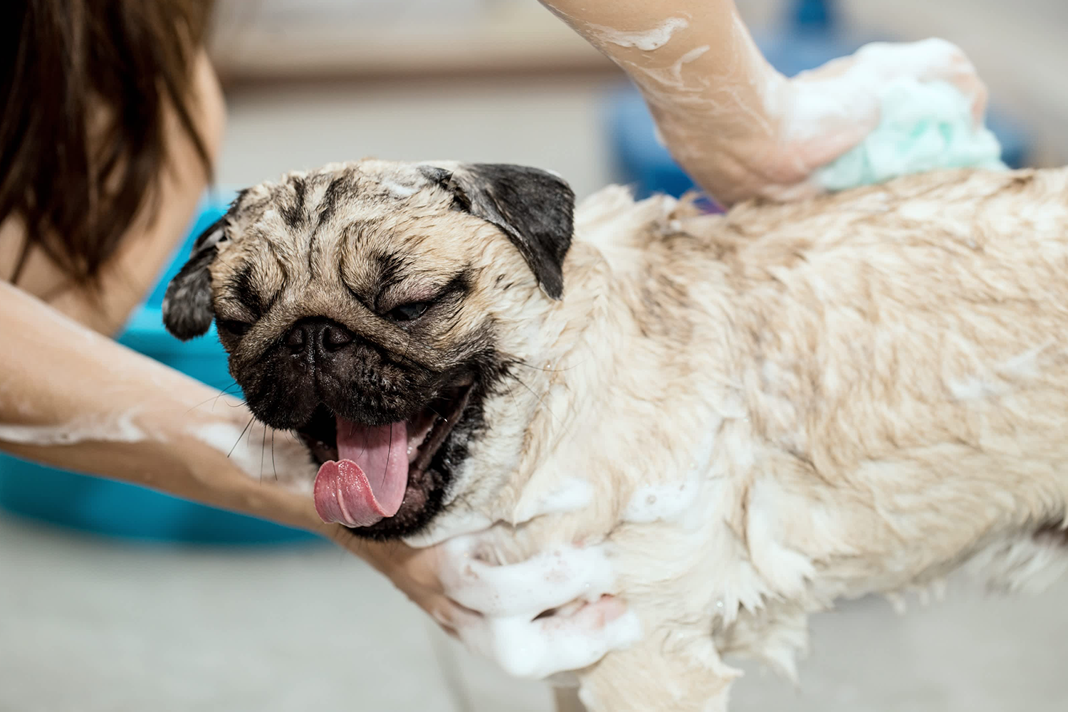 5 Apt Questions To Ask Before Bathing Dogs With Skin Conditions 17