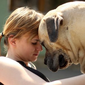 5 Steps how to do animal communication with a dog by yourself 9