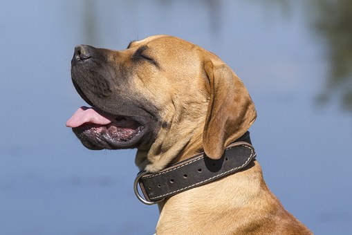 Harness vs Collar: Which One is Better for Your Dog? 8