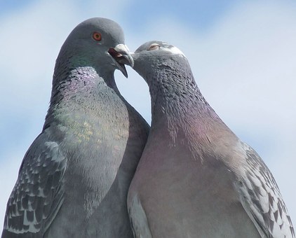 5 Facts About Lovebirds 12