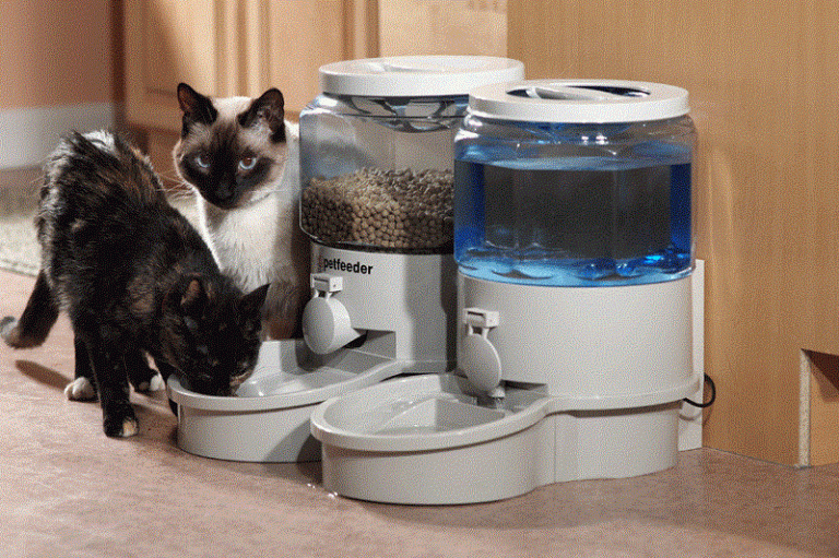 Can You Feed Your Cat Dry Food Only?