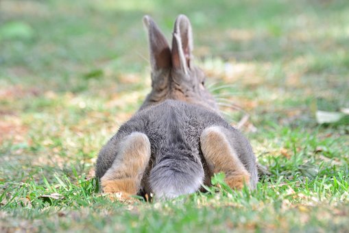 Taking Care of a Rabbit: Everything You Should Know About Your New Pet 17