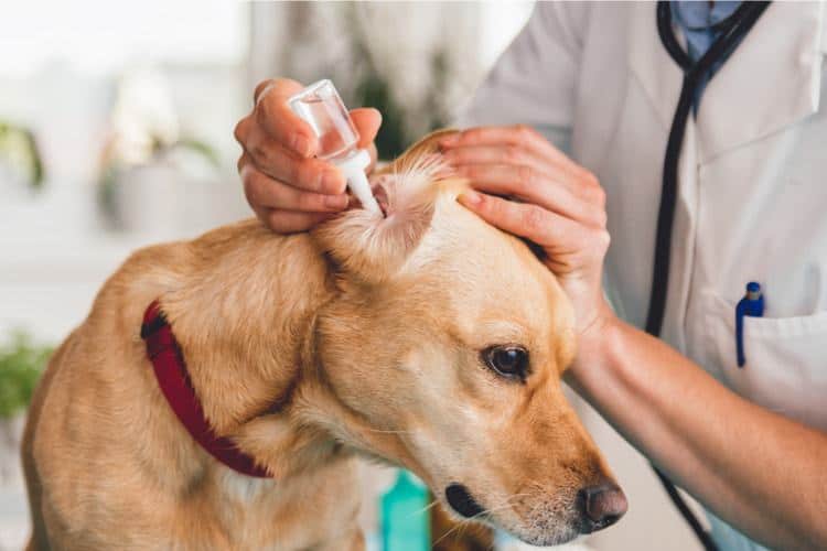 How CBD Oil Can Cure Your Lab’s Ear Infection 7