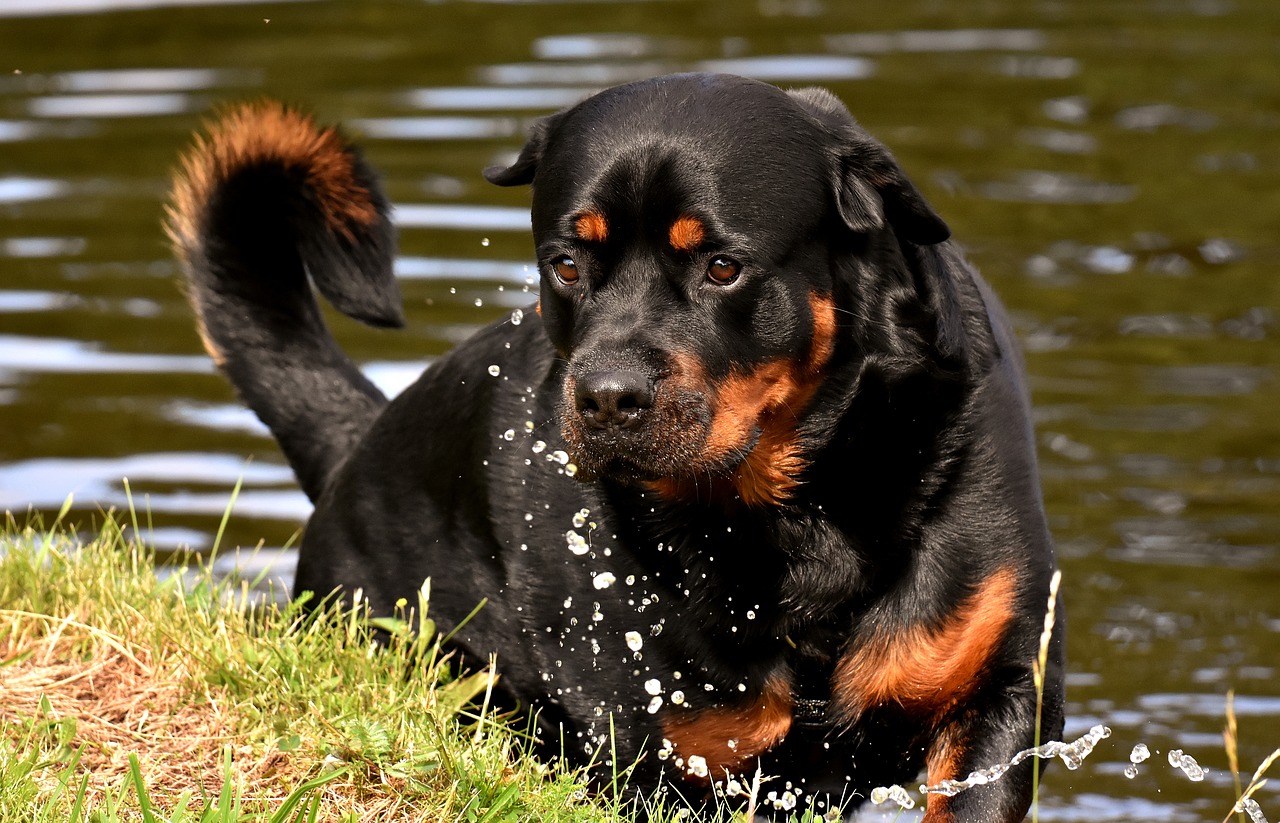 5 Key Benefits of Taking Your Dog Swimming 16