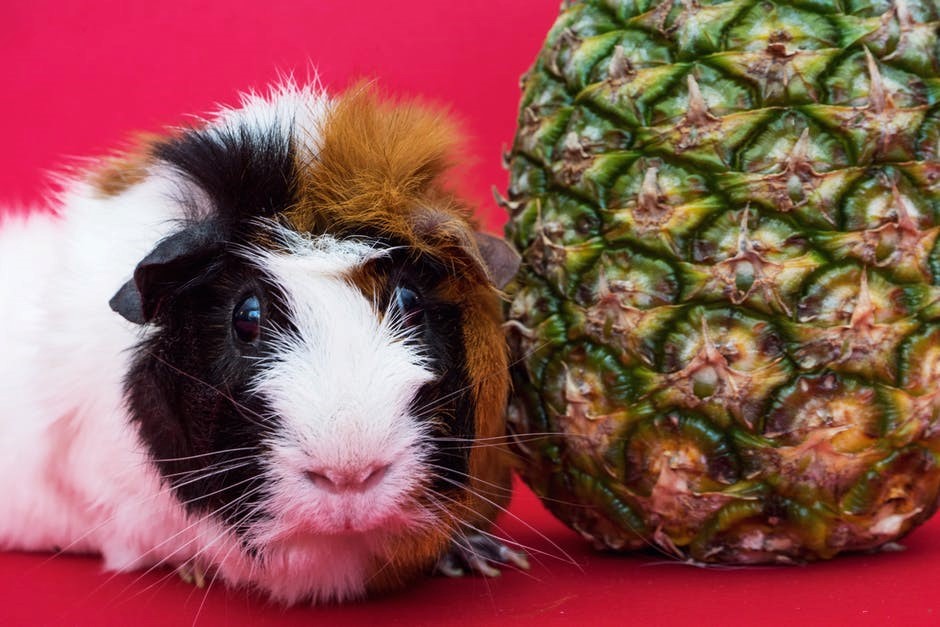 7 Tips for Creating the Best Guinea Pig Habitat for Your Pet 24