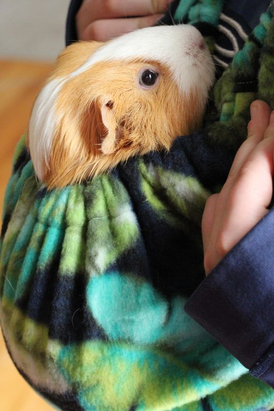 What Do Guinea Pigs Like To Play With? Top 10 Toy Ideas to Entertain Your Cavies 22