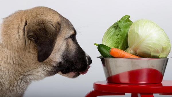 What You Need to Know About Dogs Food Allergies   33