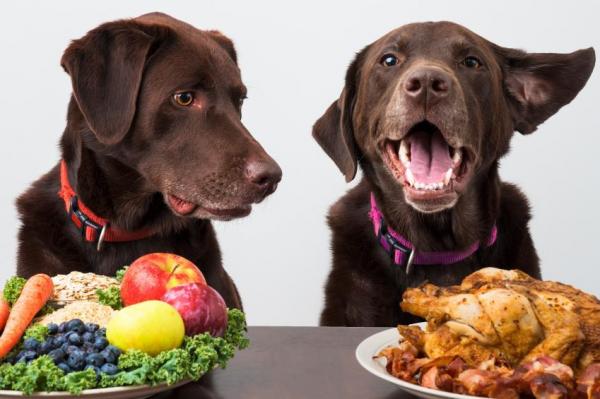 What Fruits and Vegetables Can Your Dog Eat? 17