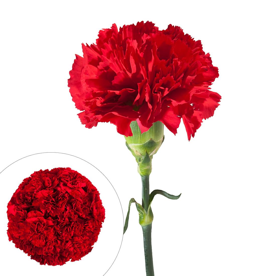 Are Carnations Toxic To Cats