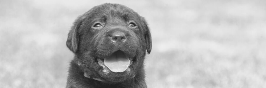 These Tips for Choosing a Kennel Will Keep Your Dog Happy and Healthy 20