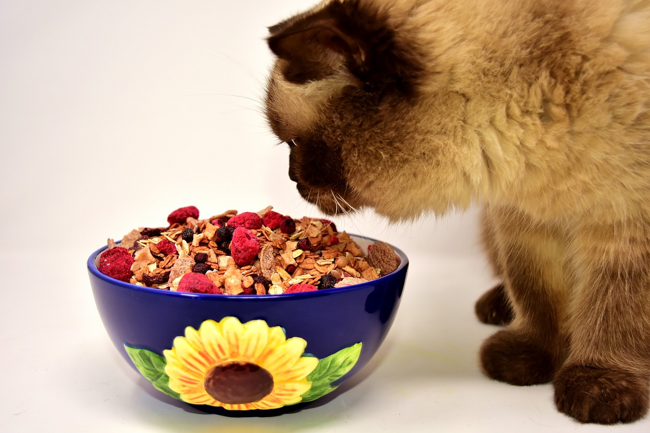 Dry or Wet Cat Food? Which is Better? 1